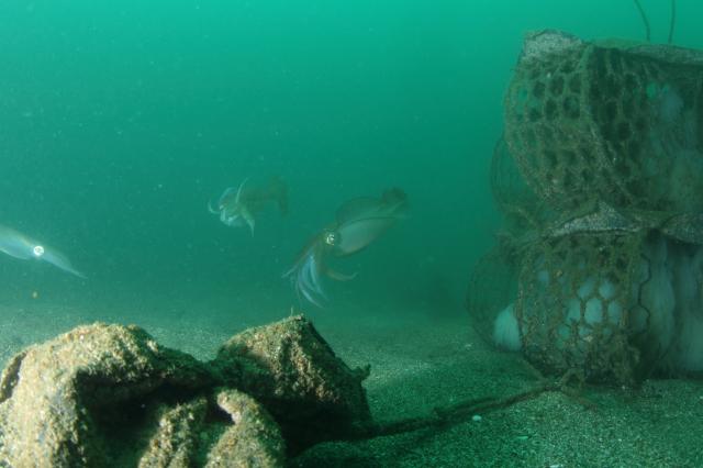 今日はイカに集中！