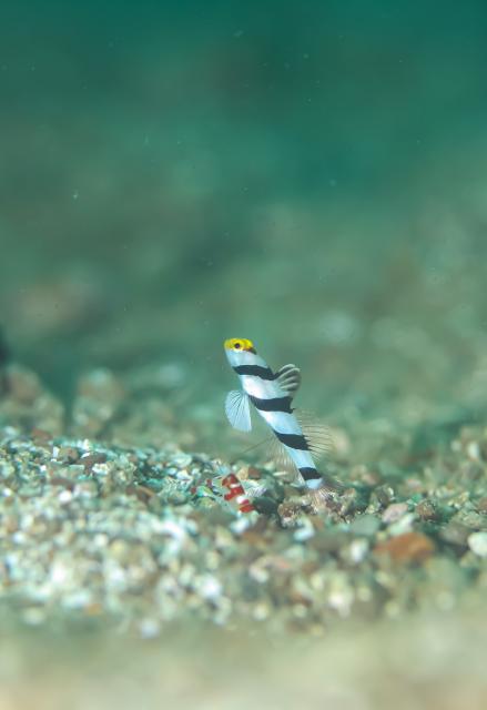 今日はイカに集中！