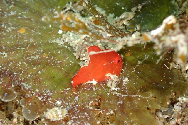 まさかの生物登場！