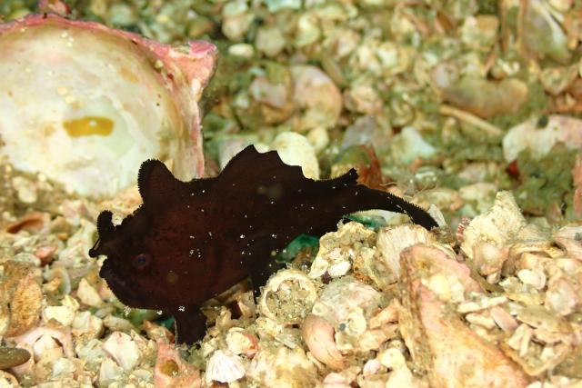 まさかの生物登場！