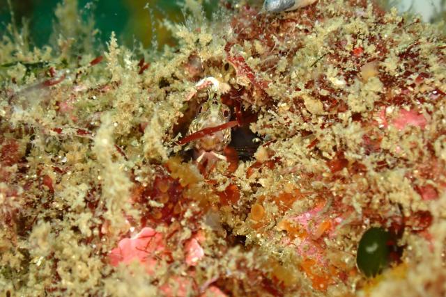 まさかの生物登場！
