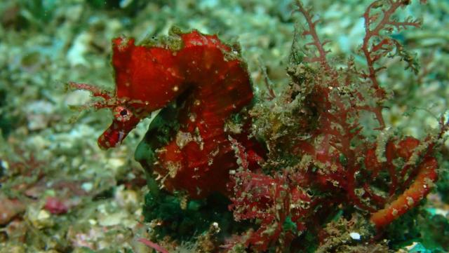 まさかの生物登場！