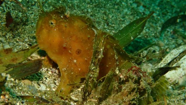まさかの生物登場！