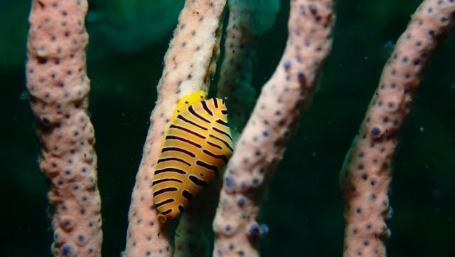 まさかの生物登場！