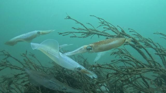 イカ大集結🦑🦑