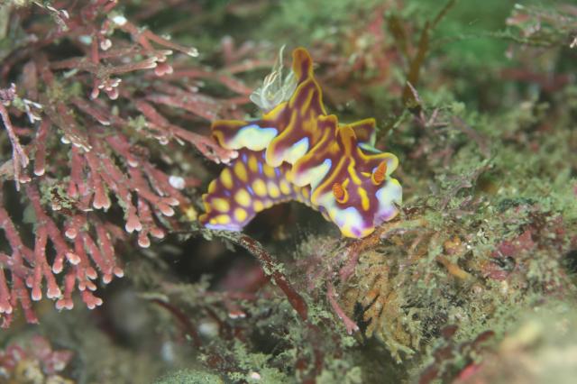 イカ大集結🦑🦑