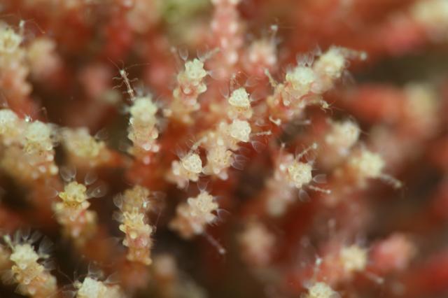 イカ大集結🦑🦑