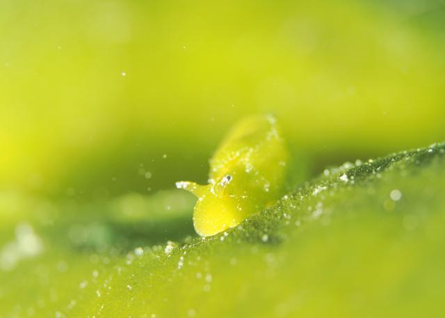 グリーンな海復活