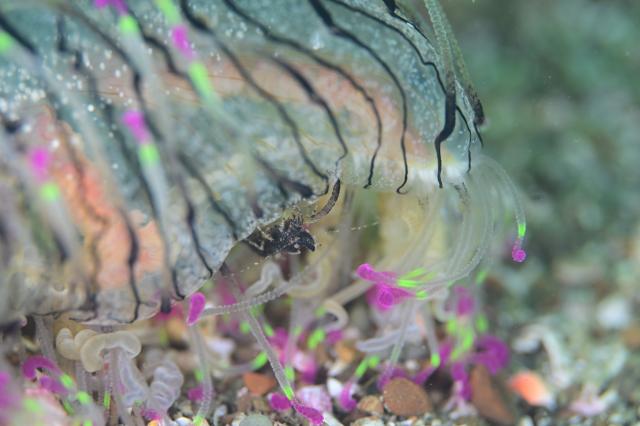 グリーンな海復活