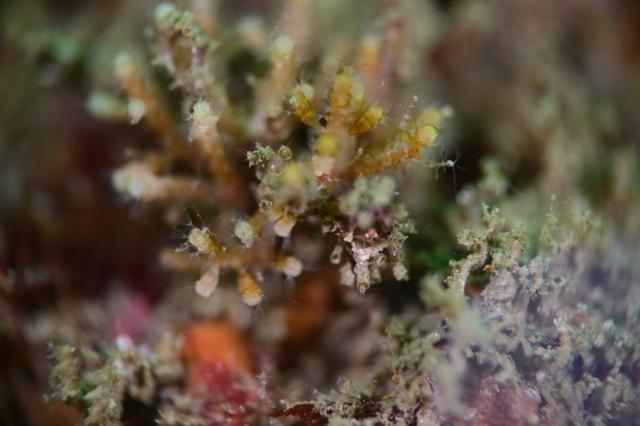 グリーンな海復活