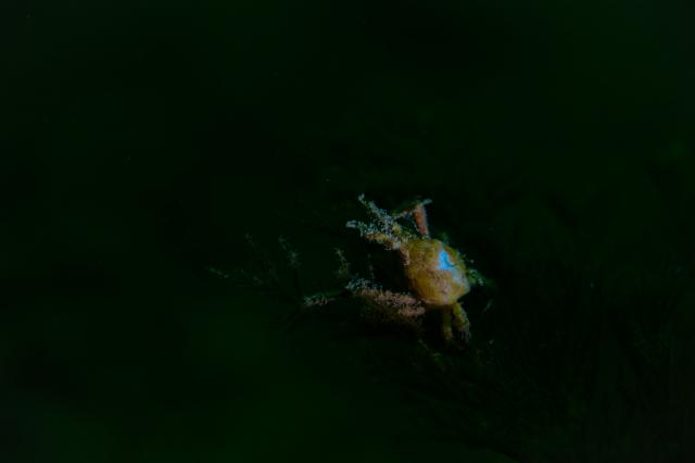 グリーンな海復活