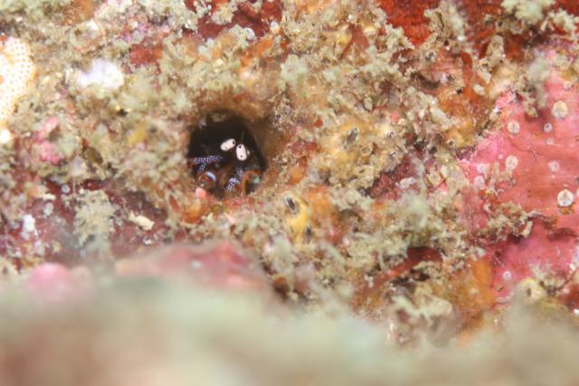 グリーンな海復活