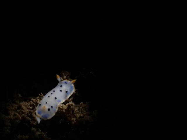 グリーンな海復活