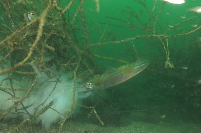 グリーンな海復活