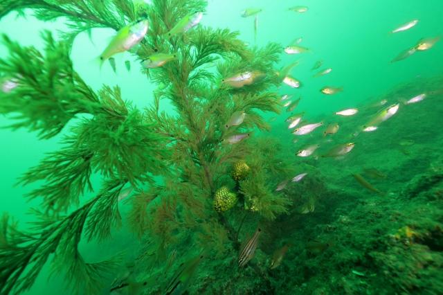 グリーンな海復活