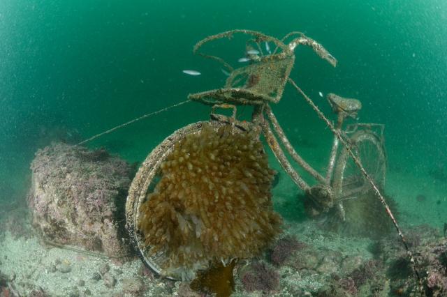 グリーンな海復活
