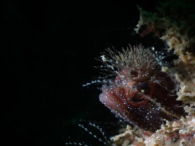 グリーンな海復活