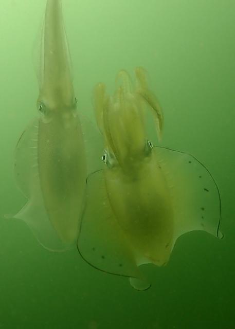 グリーンな海復活