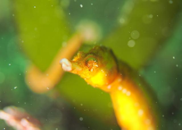 グリーンな海復活