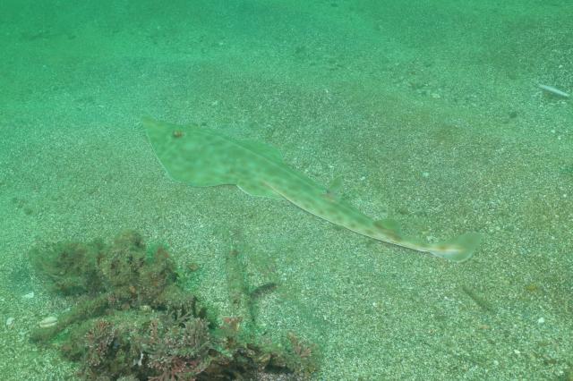 水中ゴミ拾いDAY！