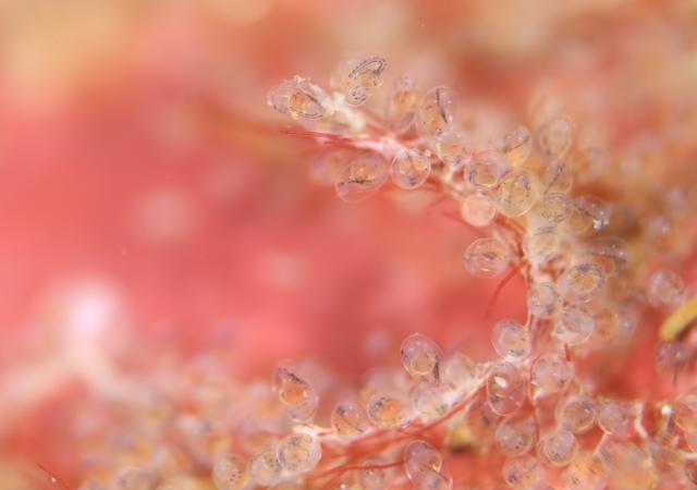 水中ゴミ拾いDAY！