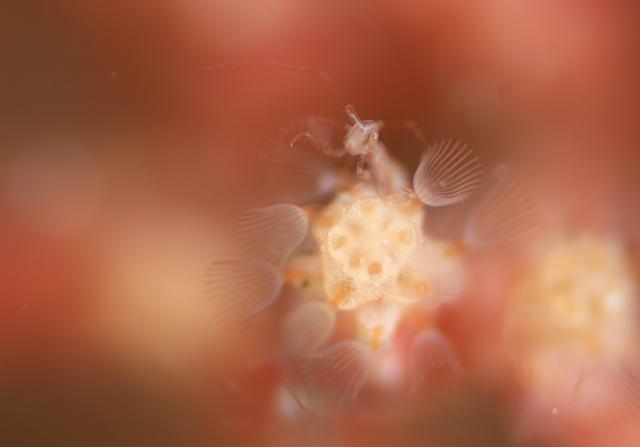 水中ゴミ拾いDAY！