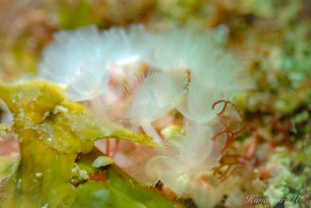 水中ゴミ拾いDAY！