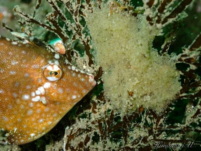 水中ゴミ拾いDAY！