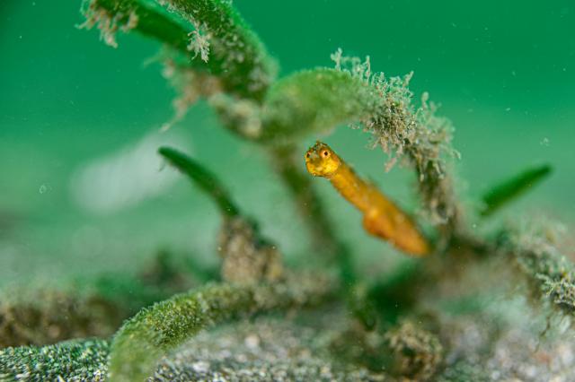 水中ゴミ拾いDAY！