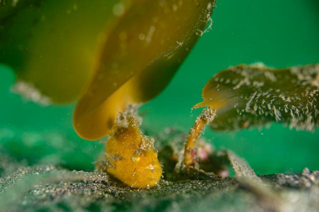 水中ゴミ拾いDAY！