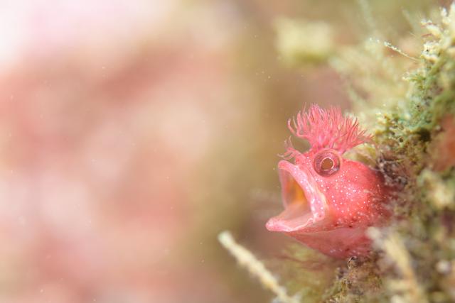 水中ゴミ拾いDAY！