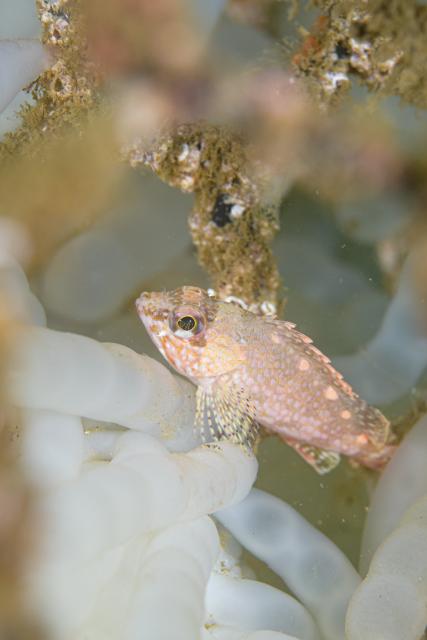 水中ゴミ拾いDAY！
