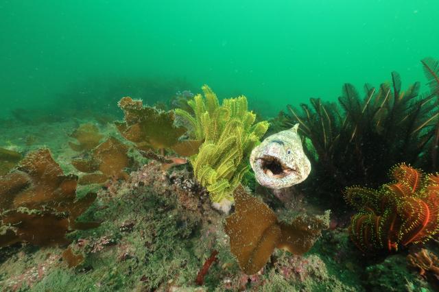 水中ゴミ拾いDAY！