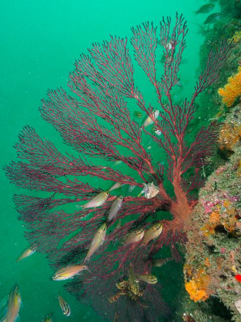 産卵継続中！！🦑🥚