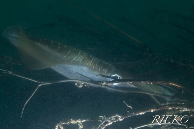 うねり入り始めました