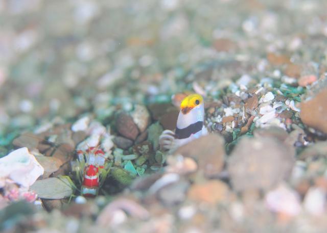 SEEFツアー！＆大島ツアー