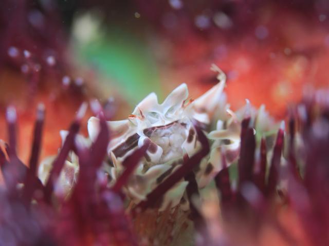 SEEFツアー！＆大島ツアー