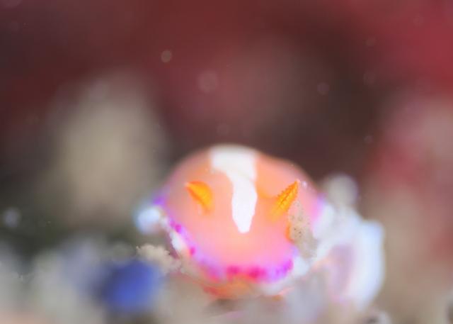 SEEFツアー！＆大島ツアー