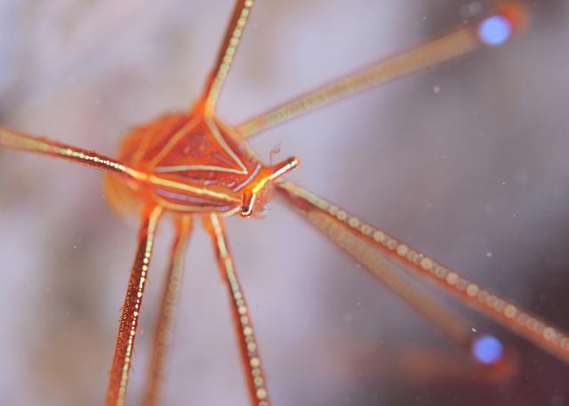 SEEFツアー！＆大島ツアー