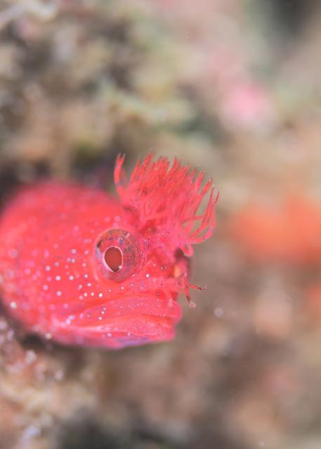 SEEFツアー！＆大島ツアー