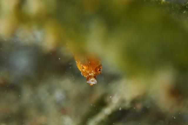 SEEFツアー！＆大島ツアー