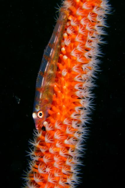 SEEFツアー！＆大島ツアー