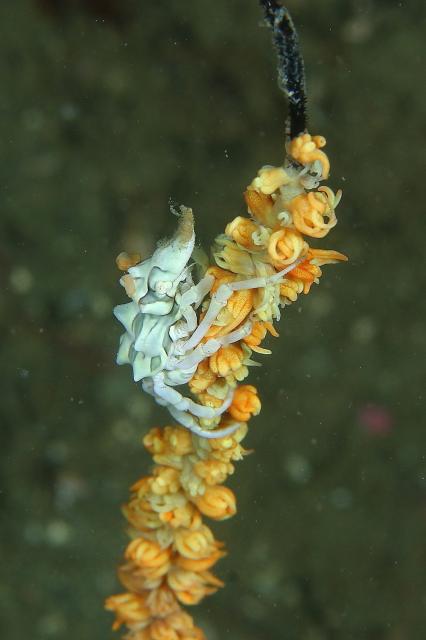 SEEFツアー！＆大島ツアー