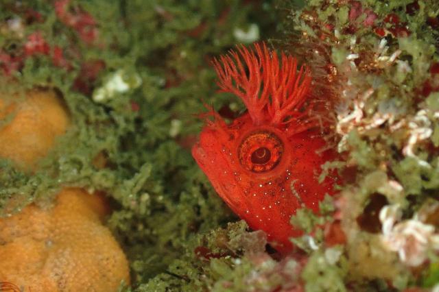 SEEFツアー！＆大島ツアー