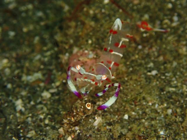 SEEFツアー！＆大島ツアー