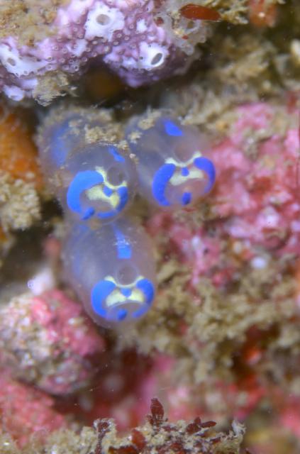 うねり大！透視度２メートル、ダンゴ不在