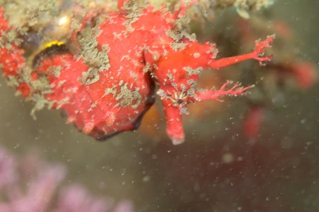 うねり大！透視度２メートル、ダンゴ不在