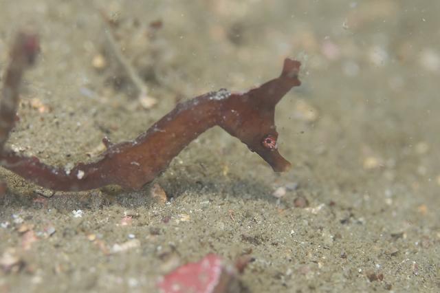 うねり大！透視度２メートル、ダンゴ不在