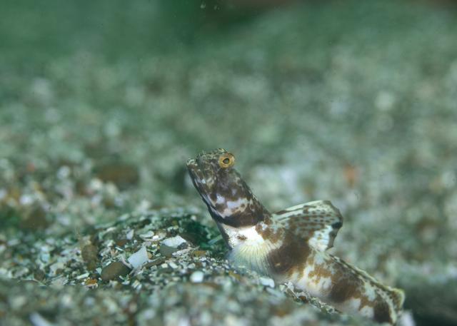 大島ツアー＆SEEFツアー＆1500本記念ダイブ♪