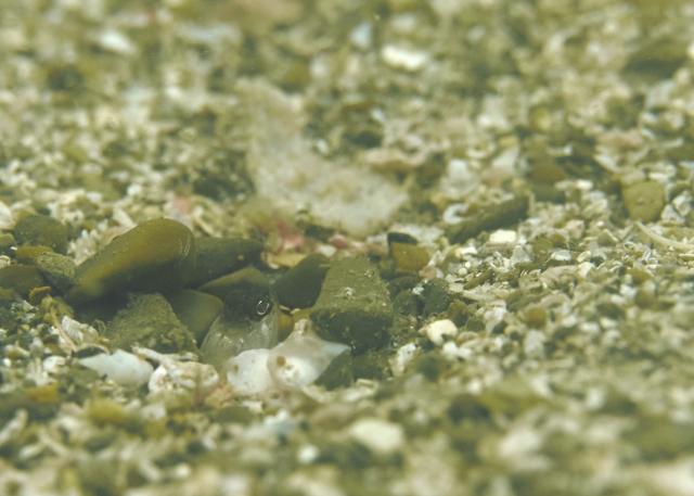 大島ツアー＆SEEFツアー＆1500本記念ダイブ♪